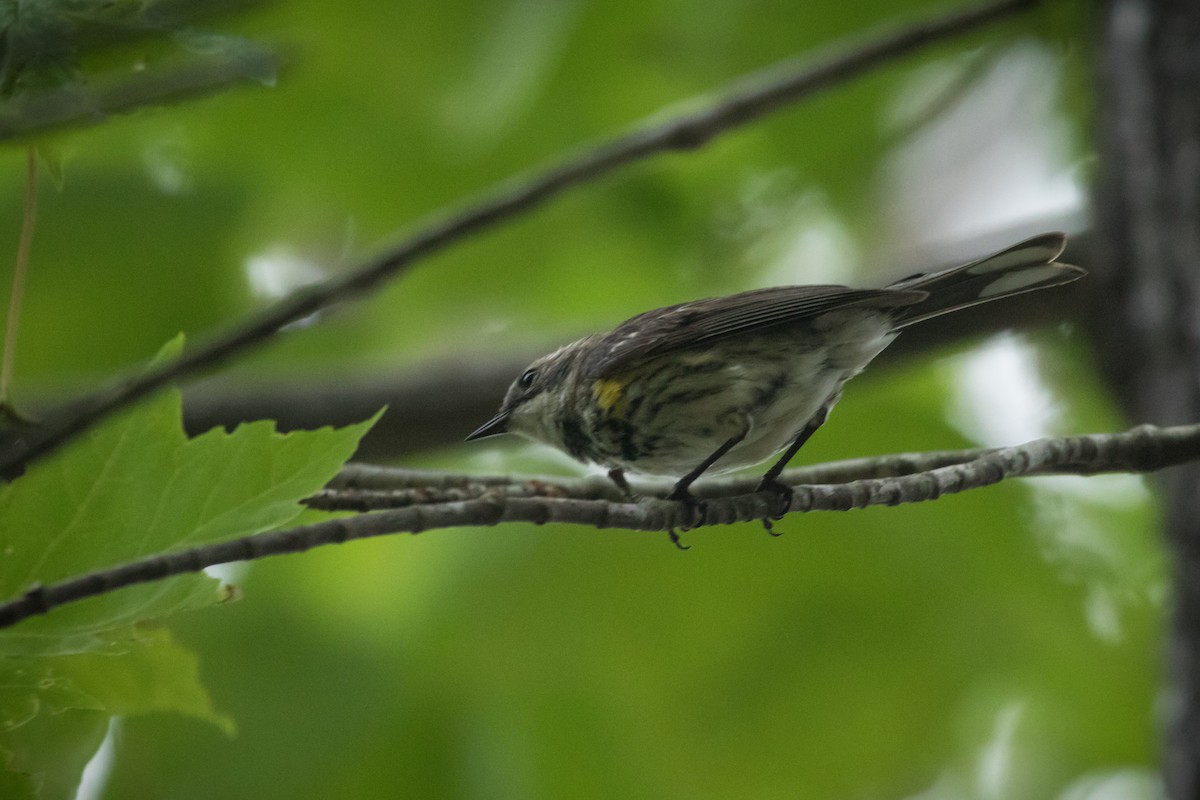 Yellow-rumped Warbler (Myrtle) - ML108673501