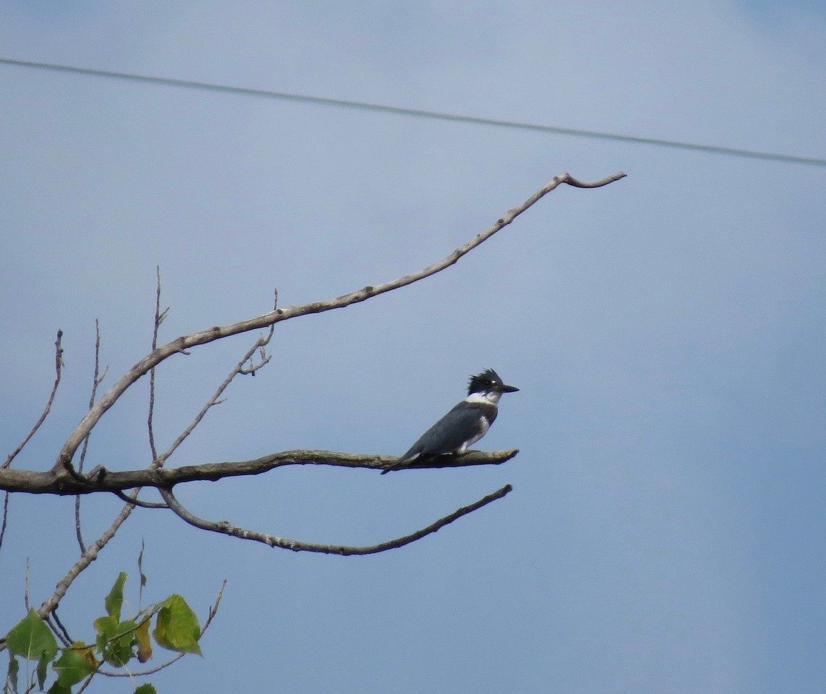 Belted Kingfisher - ML108673551