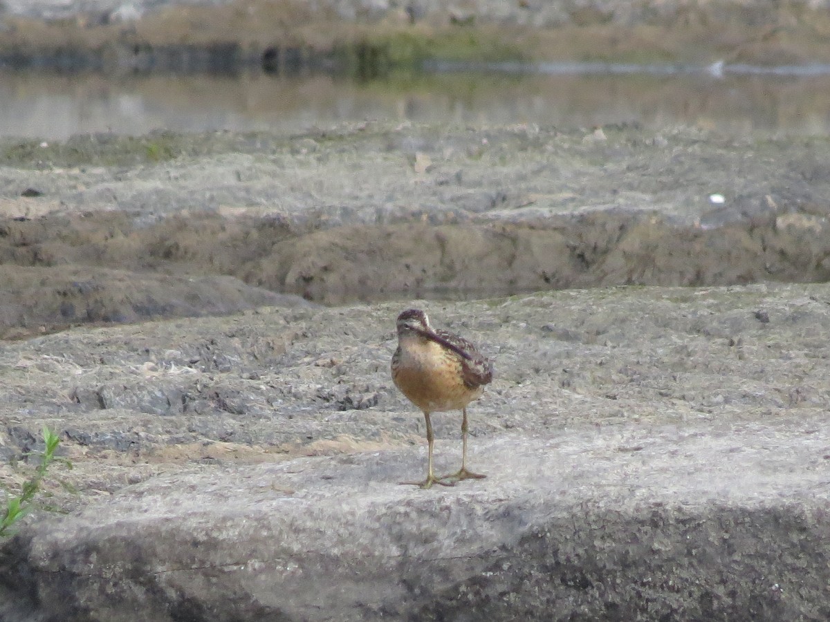 Short-billed Dowitcher - ML108674101