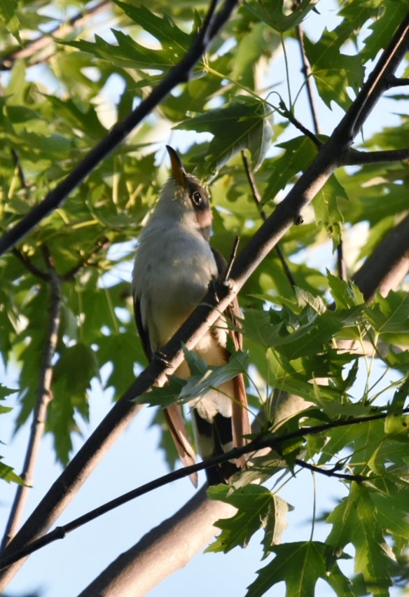 Coulicou à bec jaune - ML108675281
