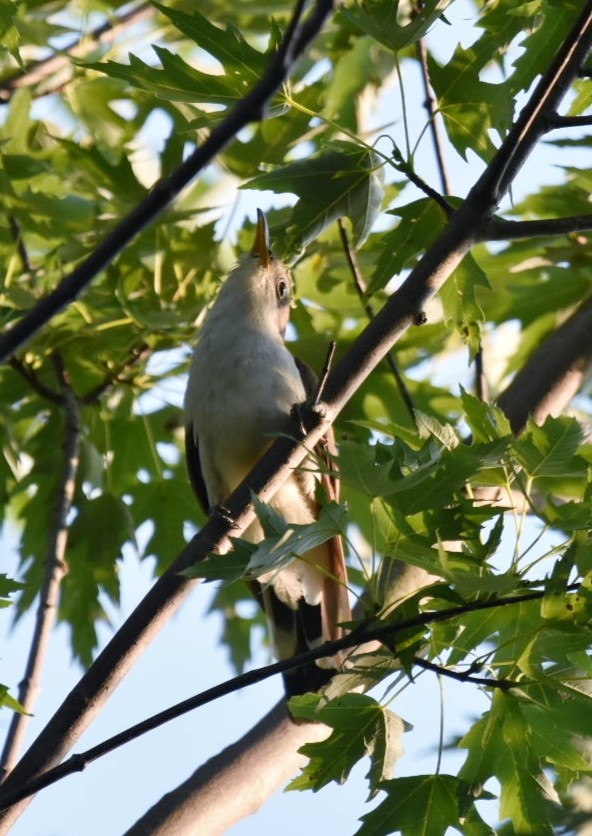 Coulicou à bec jaune - ML108675301