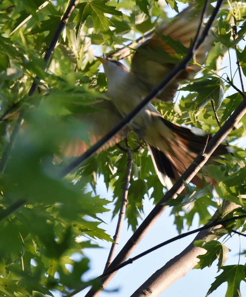 Coulicou à bec jaune - ML108675341