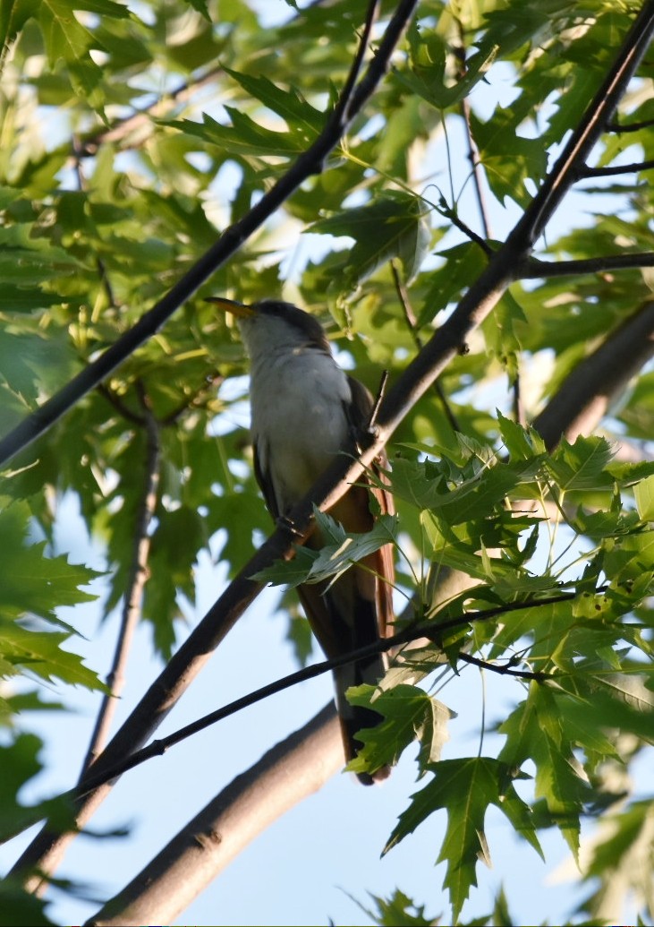 Coulicou à bec jaune - ML108675351