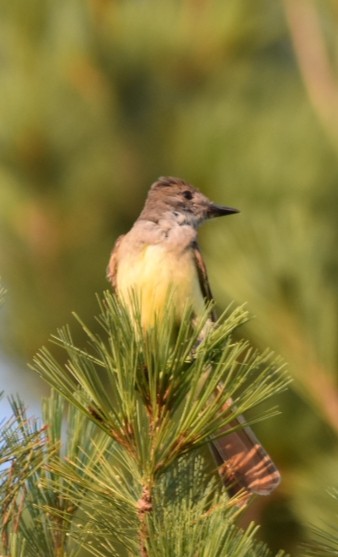 Tyran huppé - ML108675501