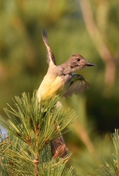 Tyran huppé - ML108675511