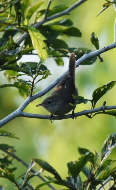 Troglodyte familier - ML108675571