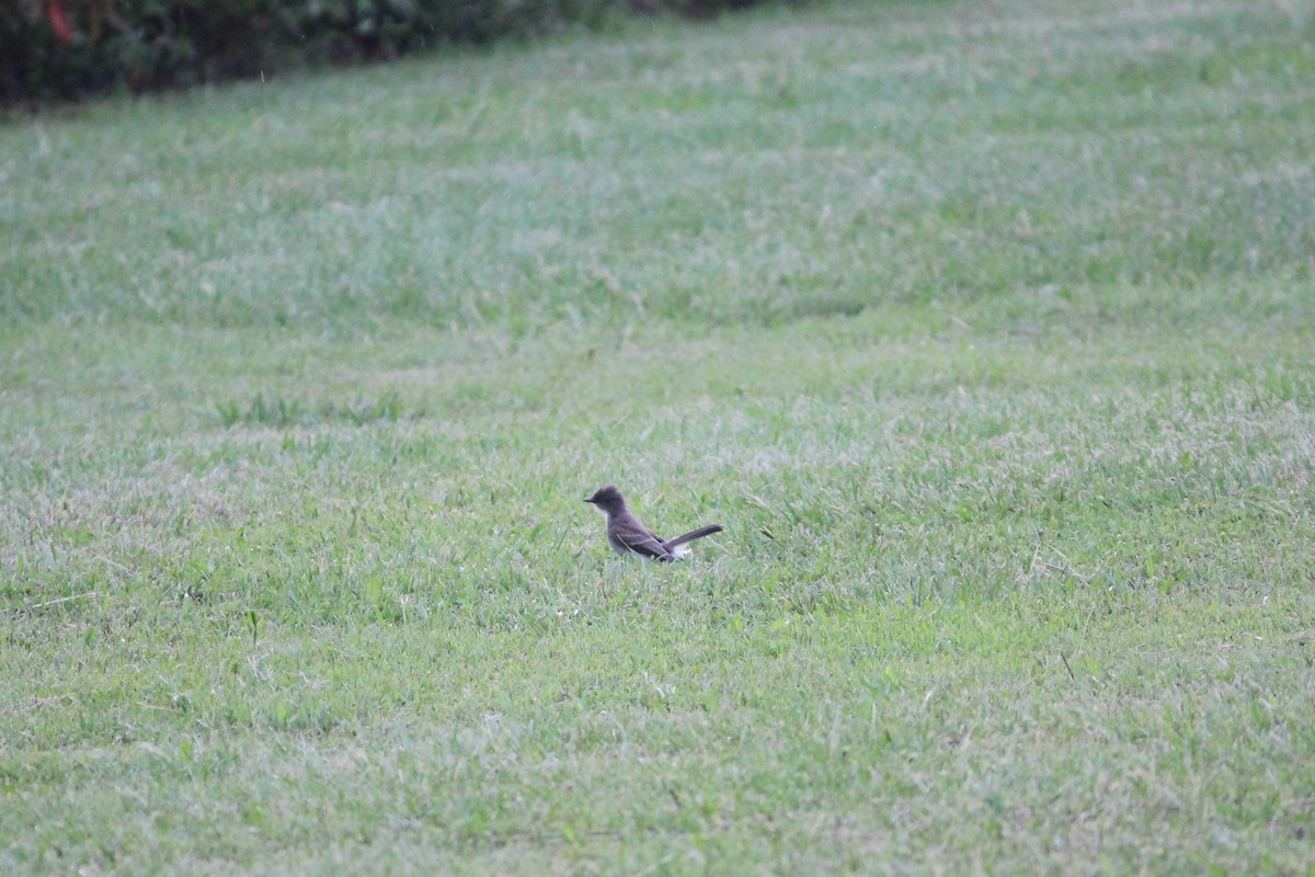 Eastern Phoebe - ML108675711