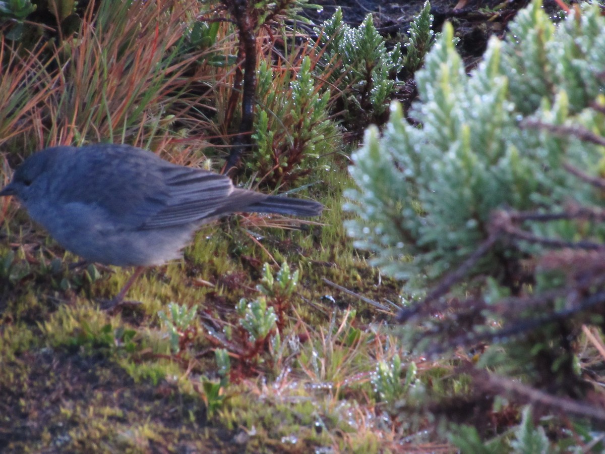 sierra finch sp. - Jhonatann Duran Alvear