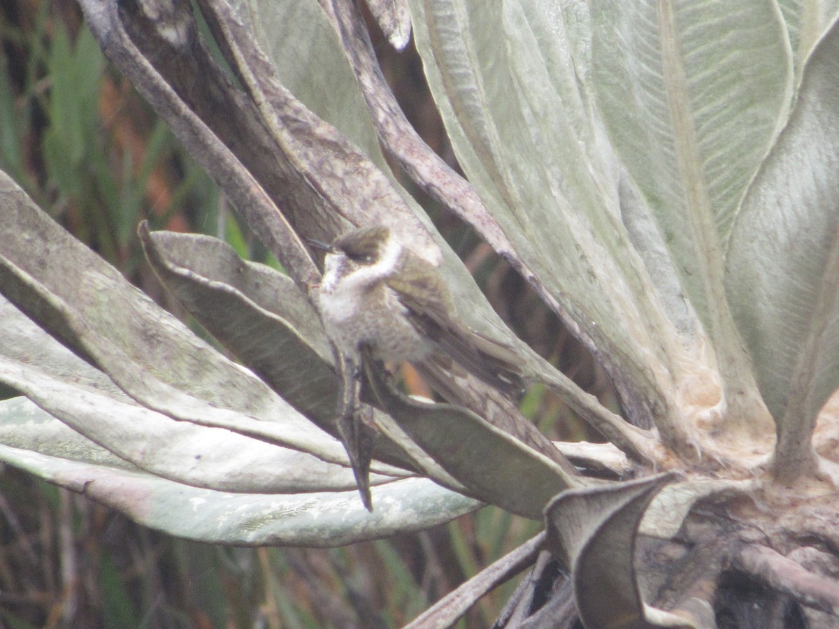 Green-bearded Helmetcrest - ML108683571