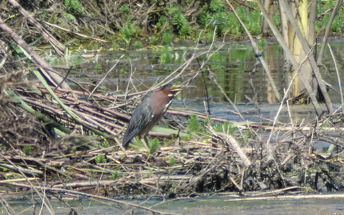 Green Heron - ML108683851