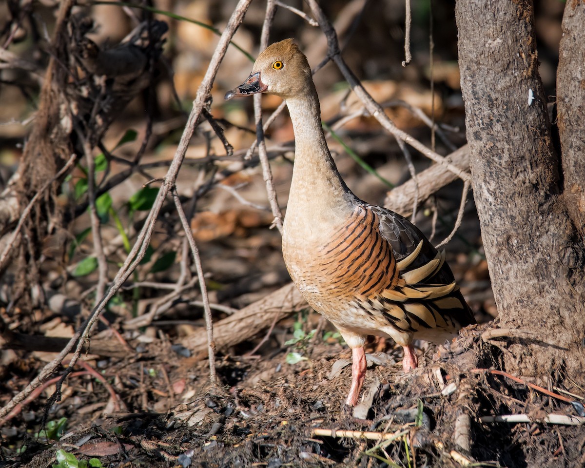 Plumed Whistling-Duck - Hayley Alexander