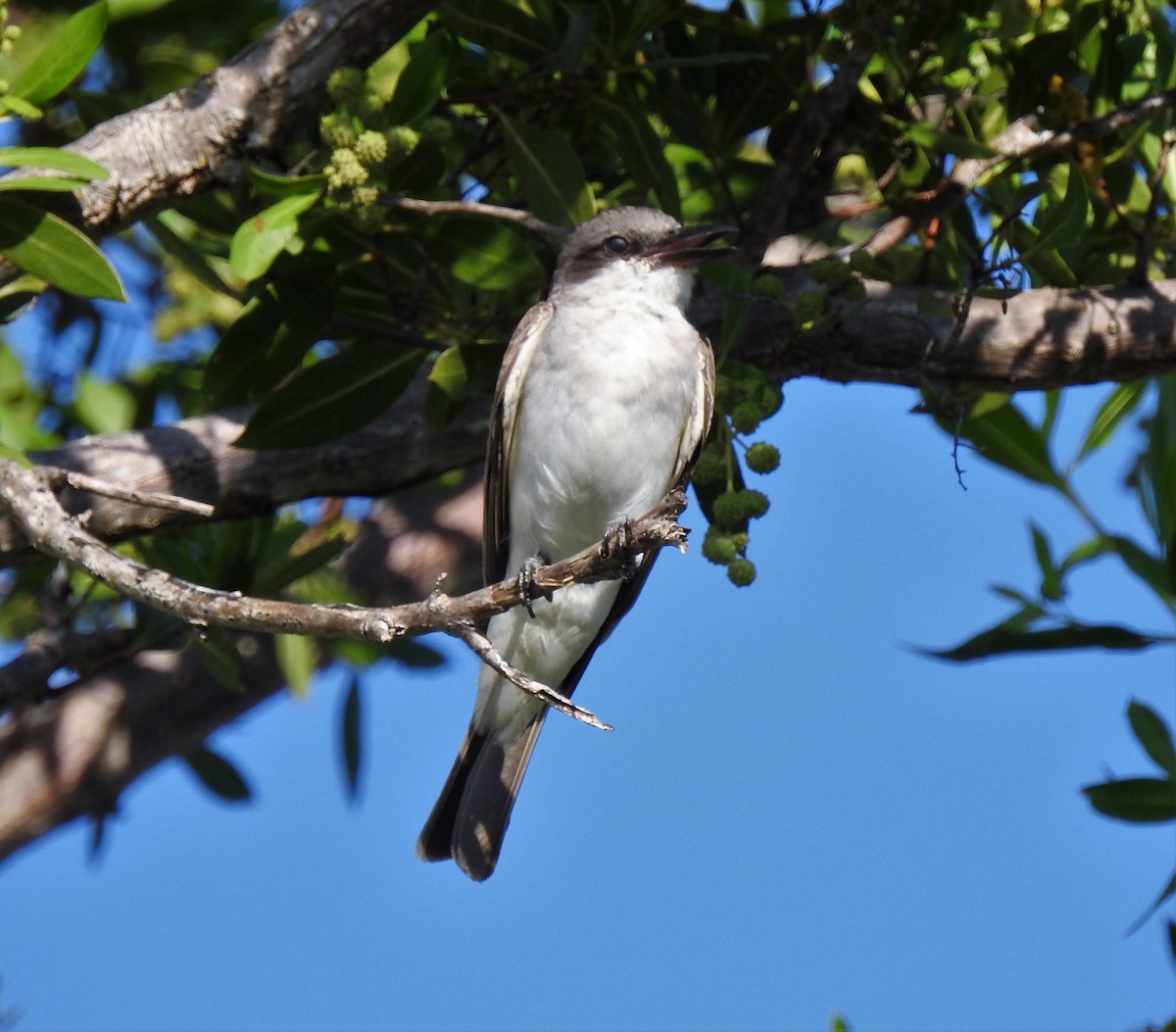 Gray Kingbird - ML108684931