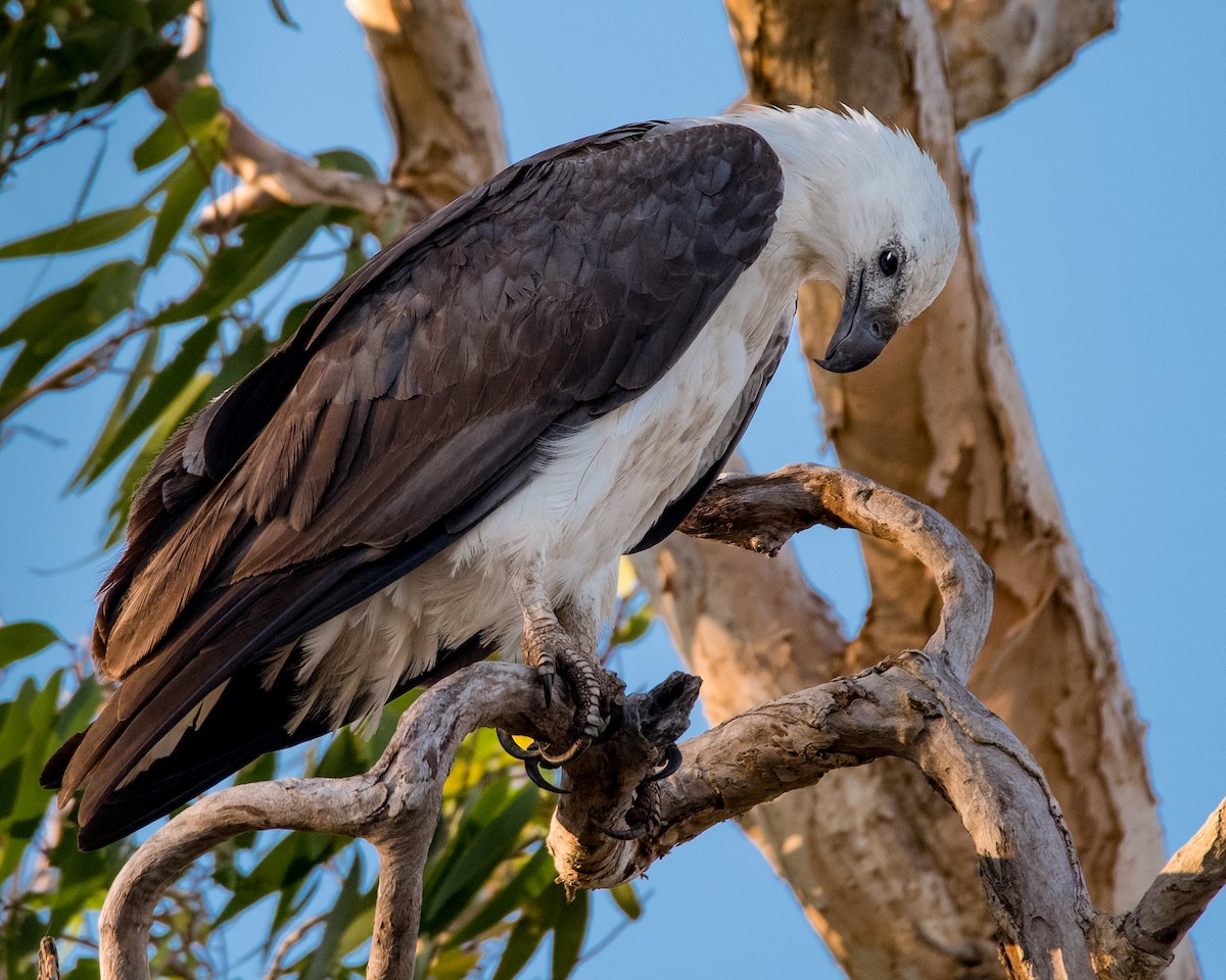 White-bellied Sea-Eagle - Hayley Alexander