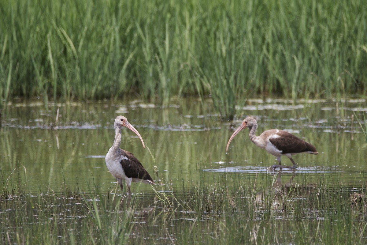 White Ibis - ML108685761