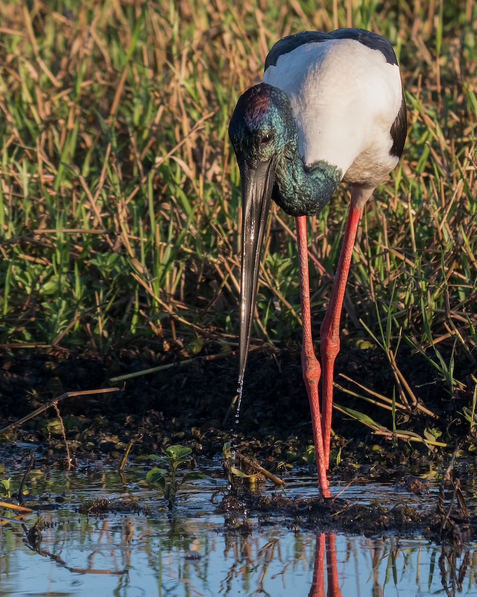 Black-necked Stork - Hayley Alexander