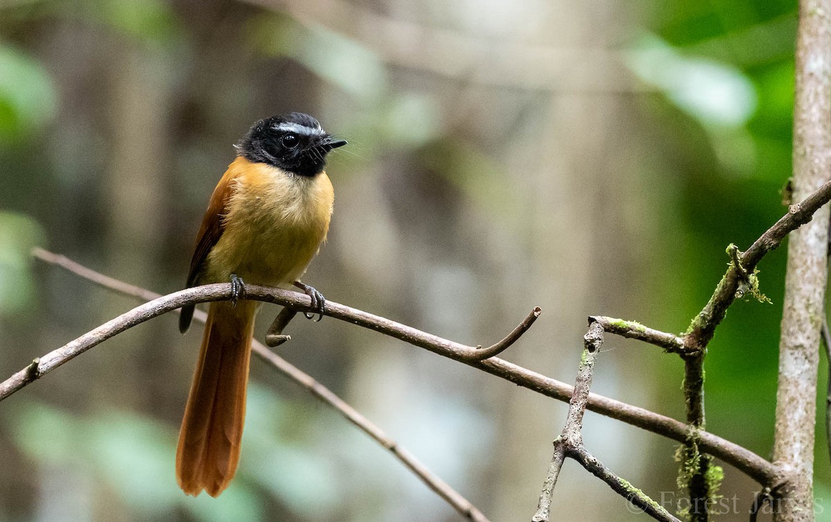 Black-and-cinnamon Fantail - Forest Botial-Jarvis