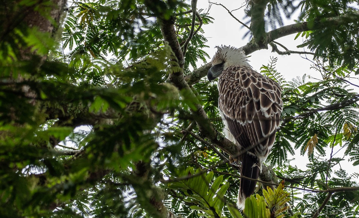 Philippine Eagle - ML108686321