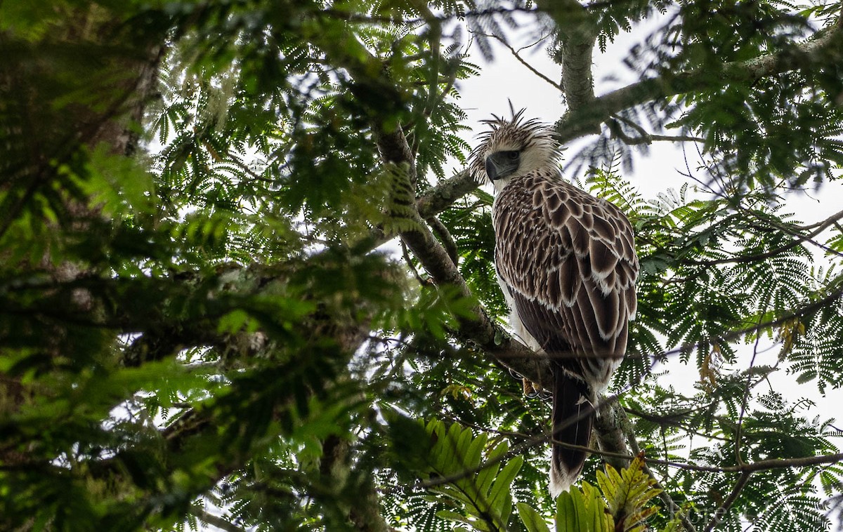 Philippine Eagle - ML108686331