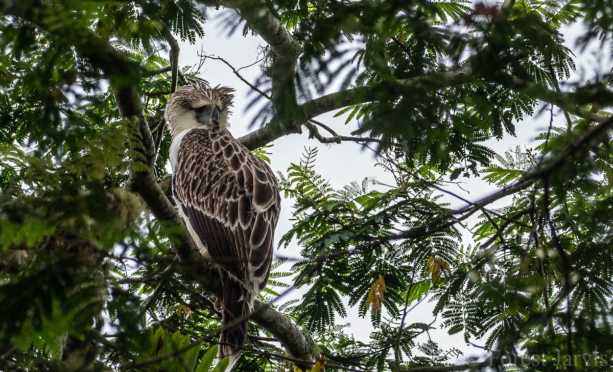 Philippine Eagle - ML108686341