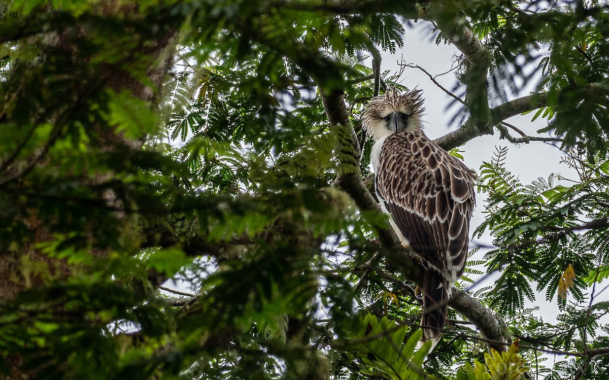 Philippine Eagle - ML108686391