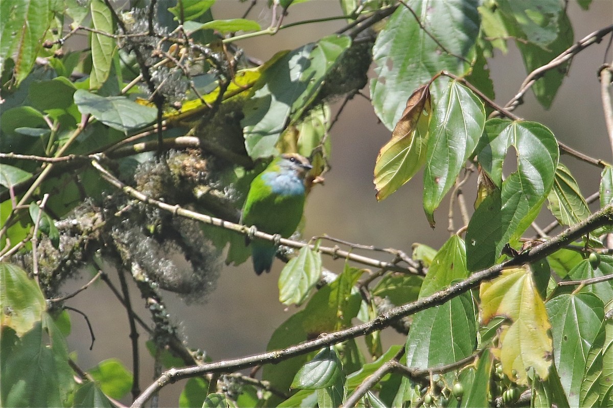 Grauer's Broadbill - Gil Ewing