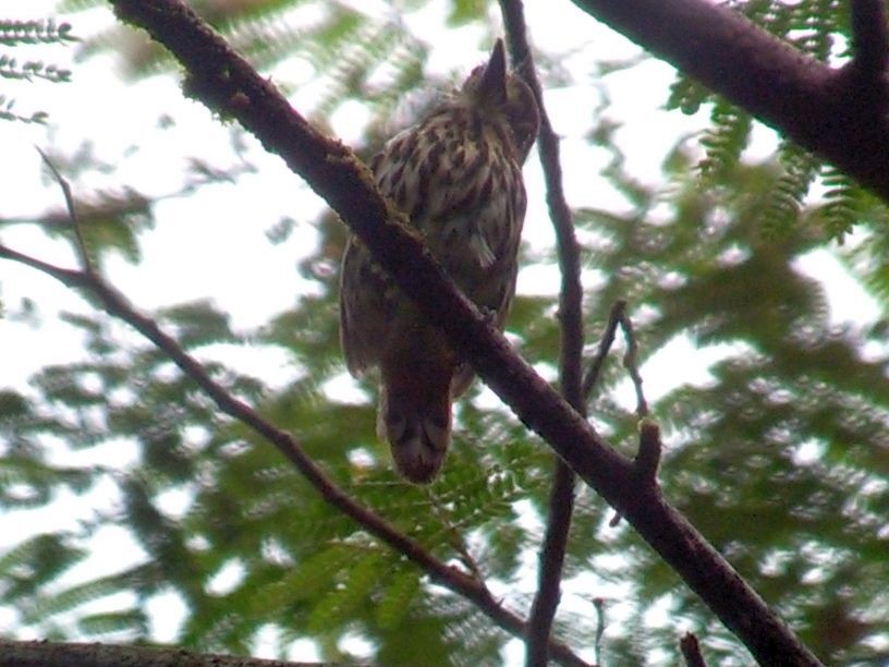 Lanceolated Monklet - ML108687641