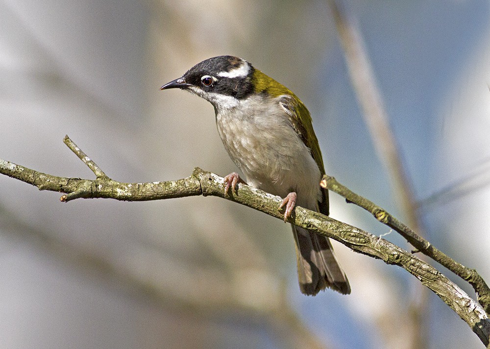 White-throated Honeyeater - Stephen Murray