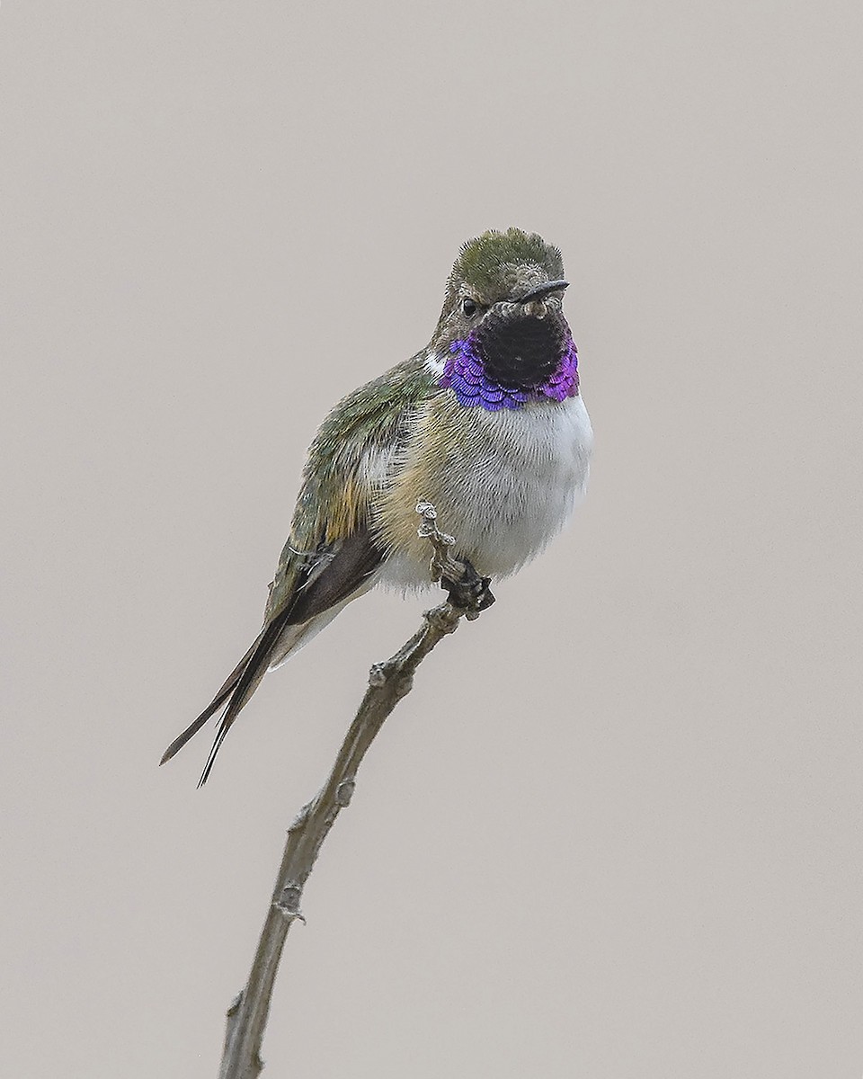 Chilean Woodstar - VERONICA ARAYA GARCIA