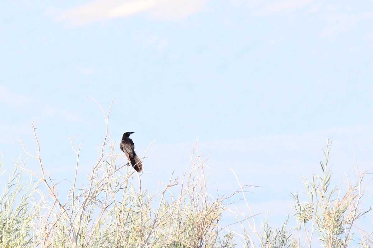 Great-tailed Grackle - ML108692891