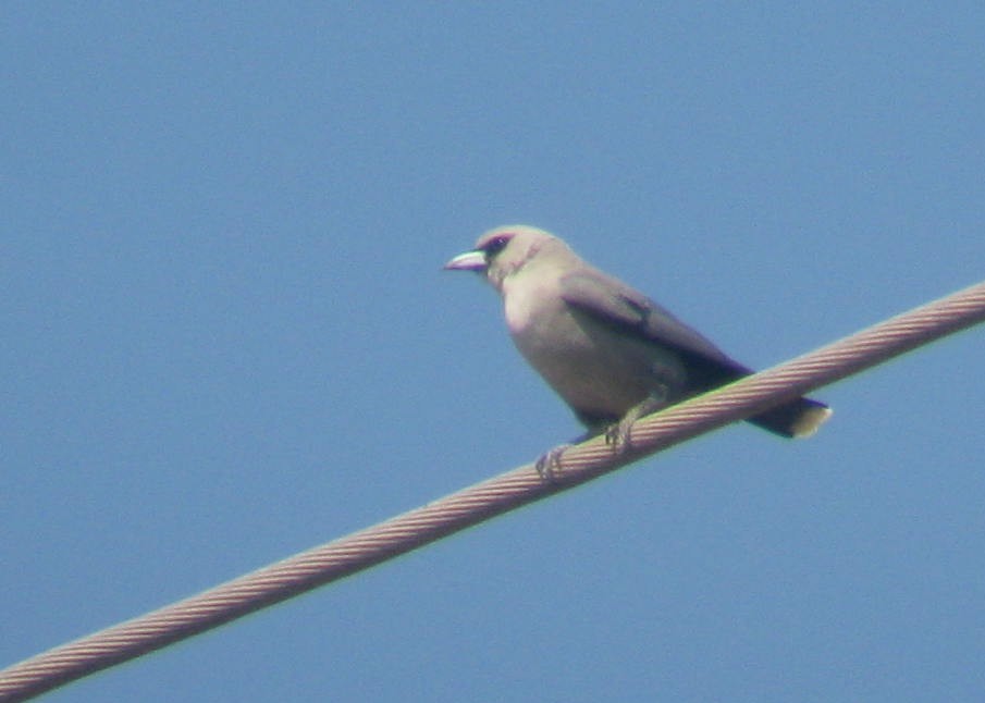 Black-faced Woodswallow - ML108693941