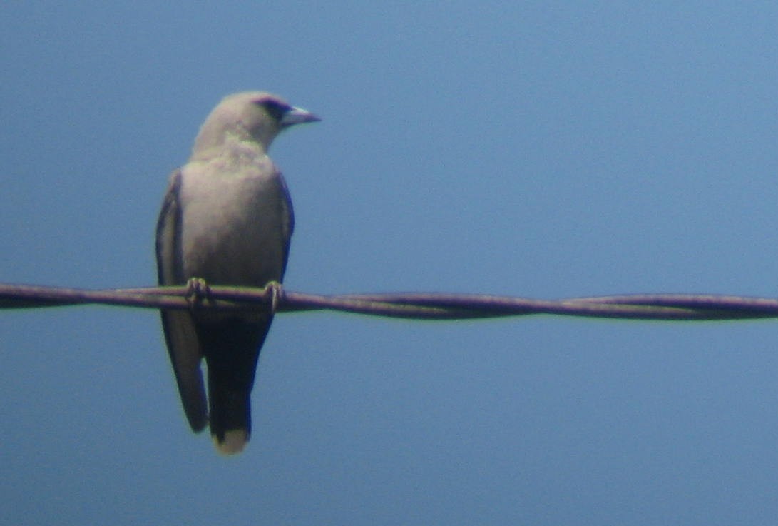 Langrayen gris - ML108693951