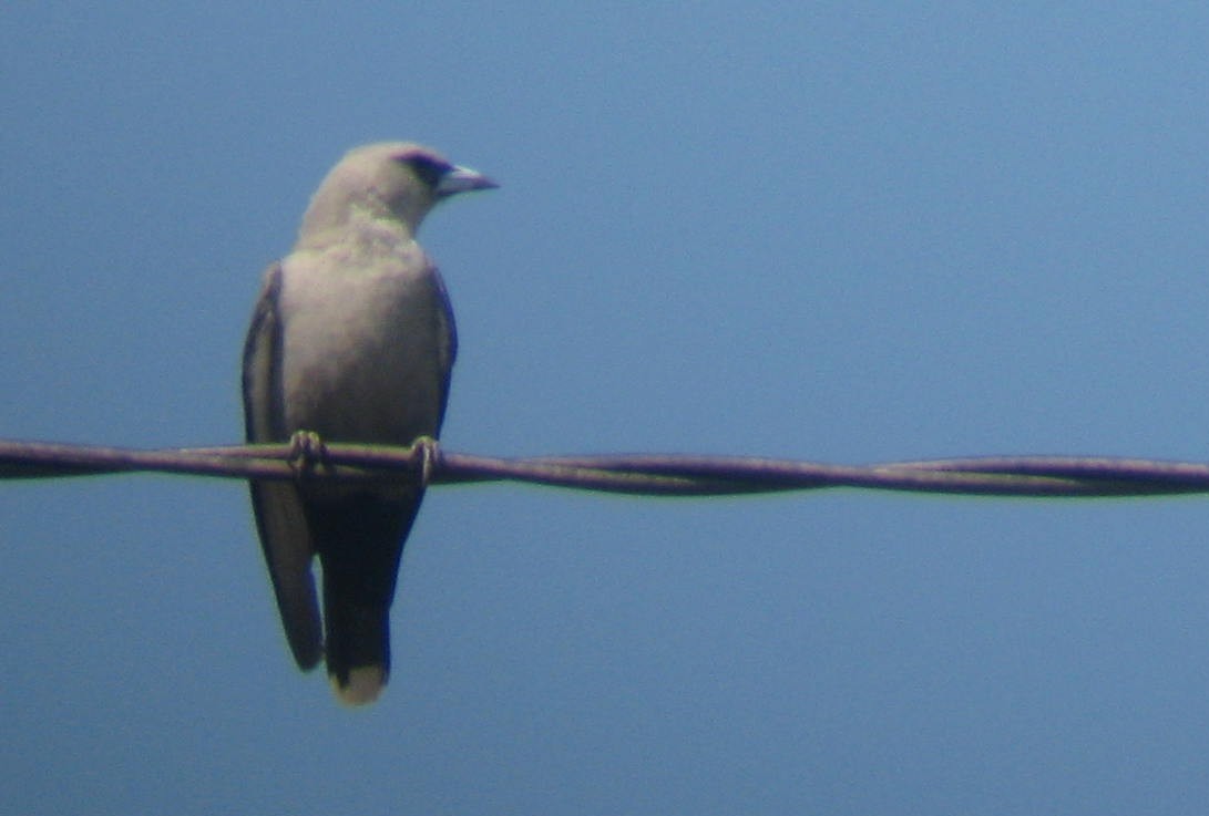 Black-faced Woodswallow - ML108693951