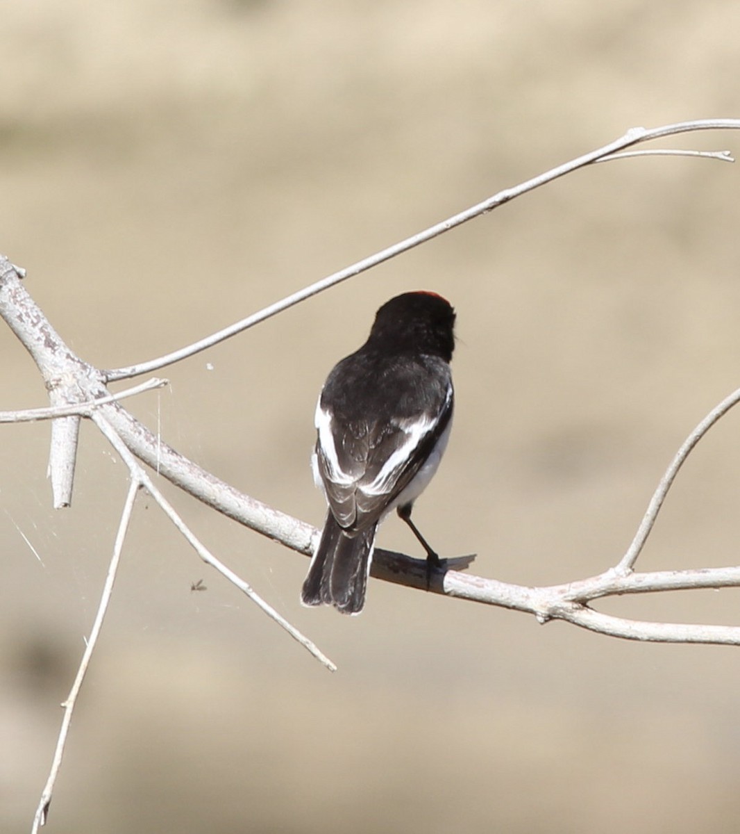 Red-capped Robin - ML108694561