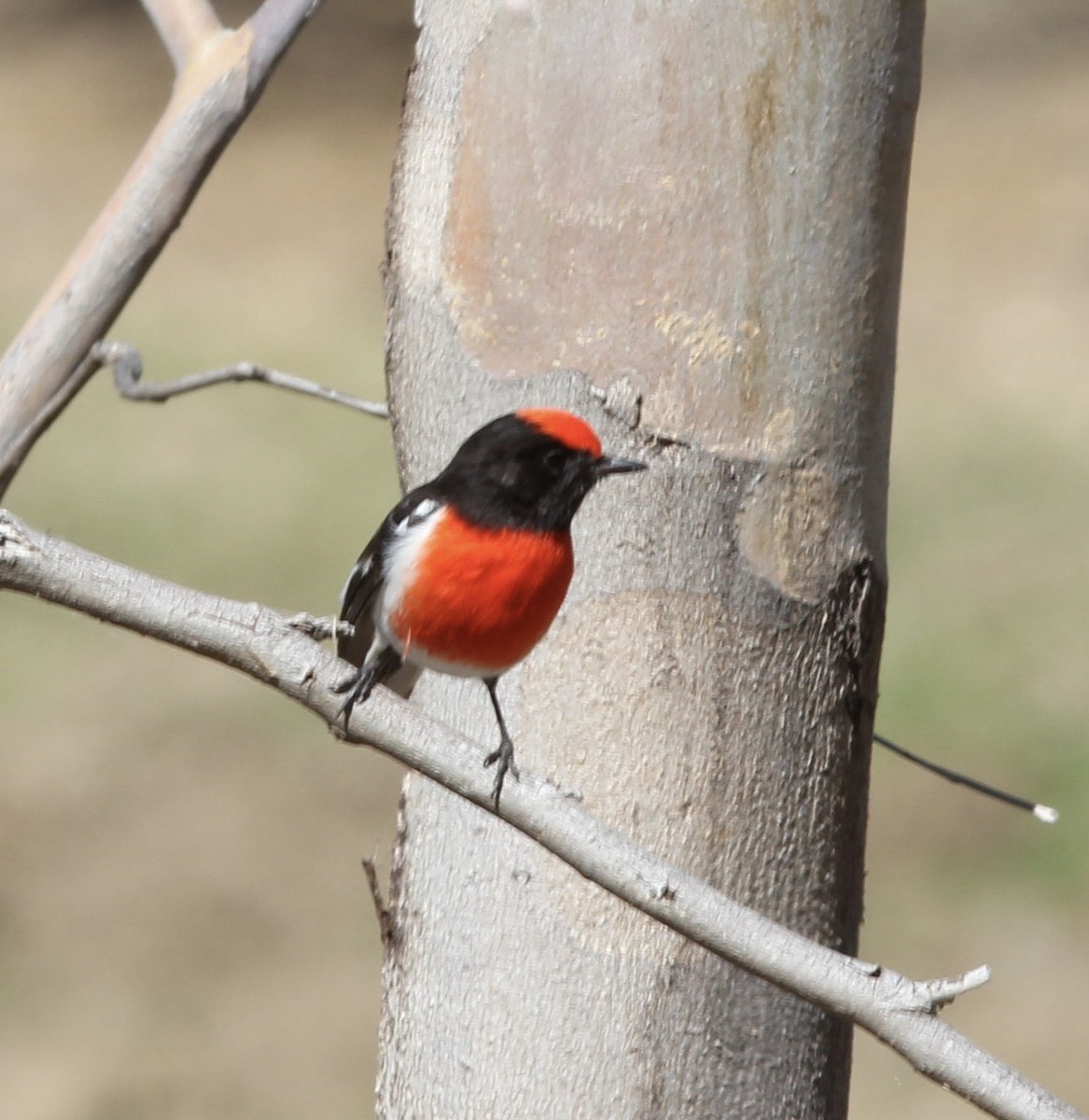 Red-capped Robin - Richard and Margaret Alcorn