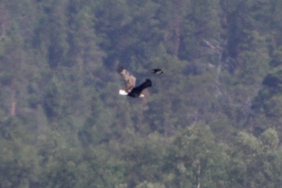 White-tailed Eagle - ML108695561