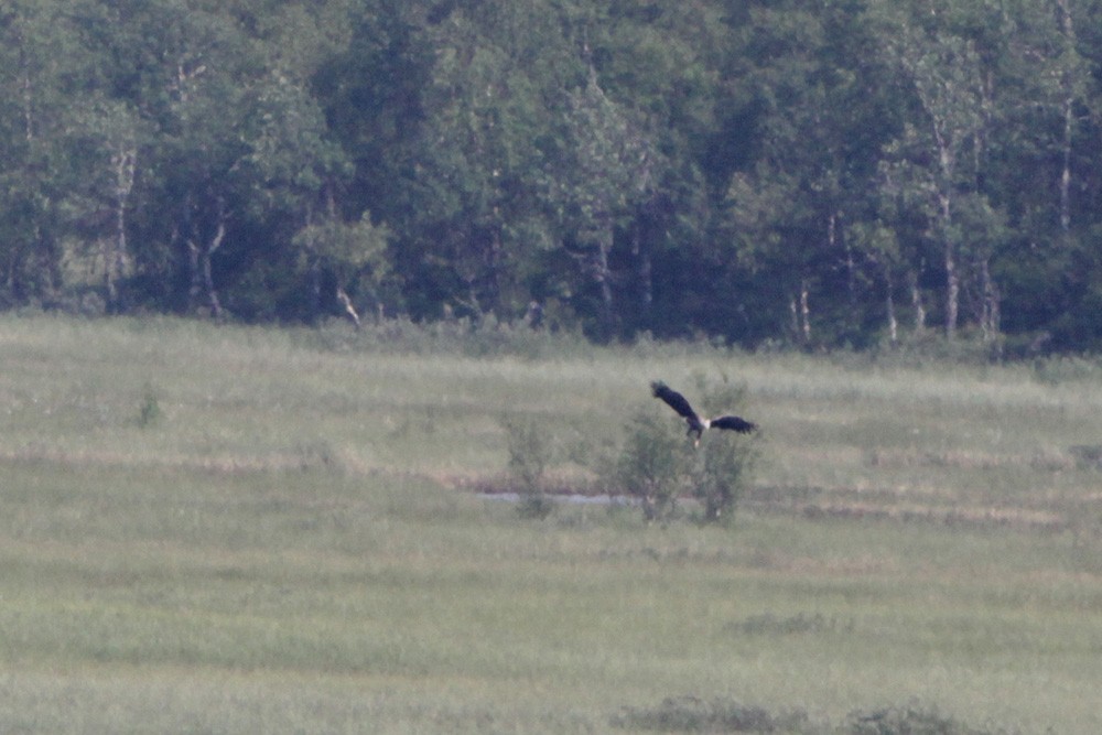 White-tailed Eagle - Anonymous