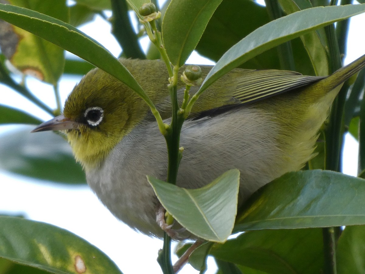 Silvereye - Shelley Altman