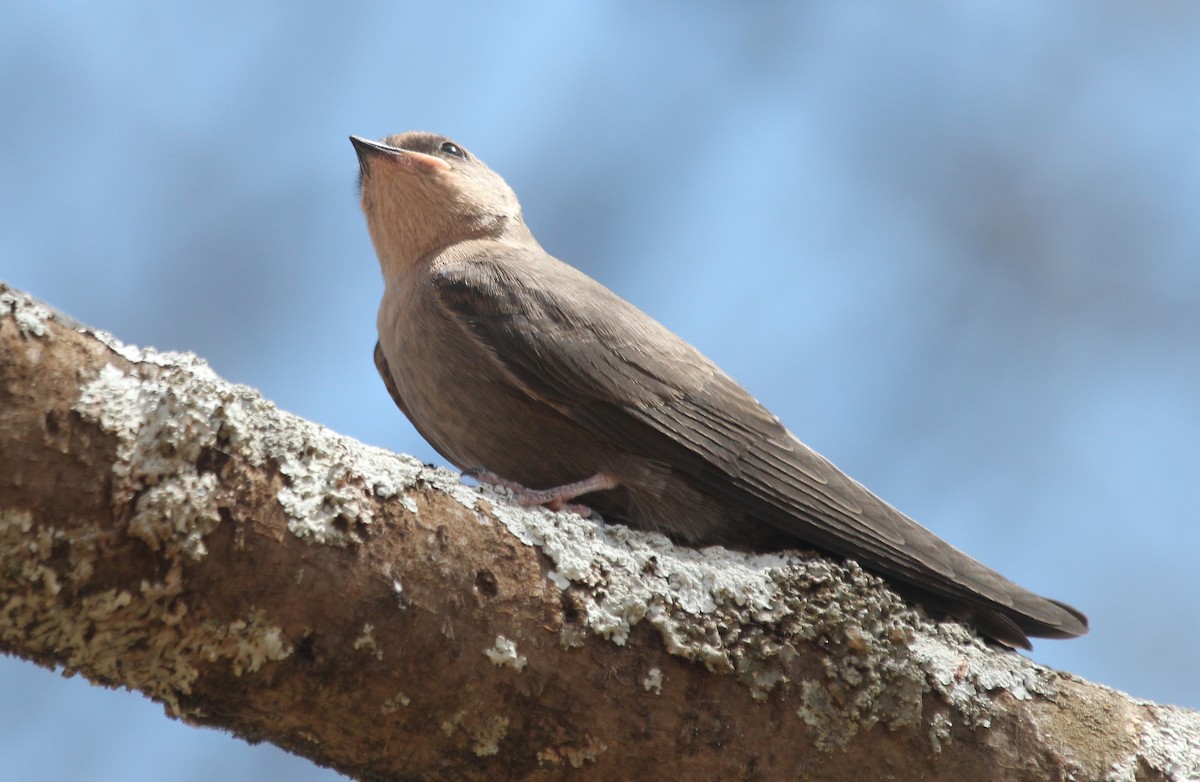 břehule hnědá (ssp. fusciventris/bansoensis) - ML108696491