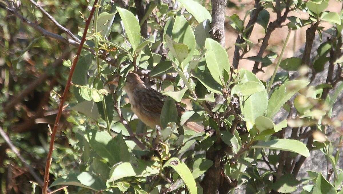 Rattling Cisticola - ML108696521