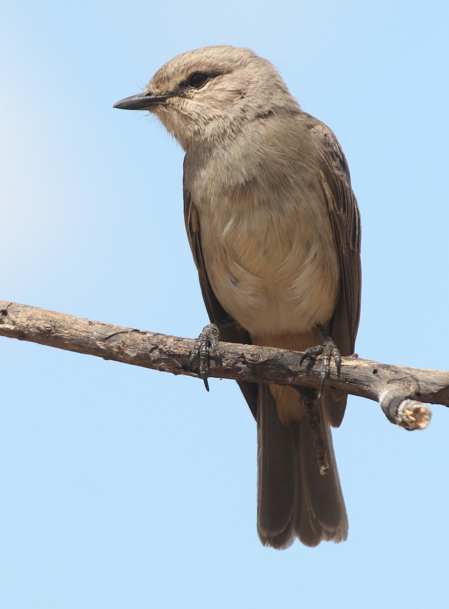 African Gray Flycatcher (African Gray) - ML108696551
