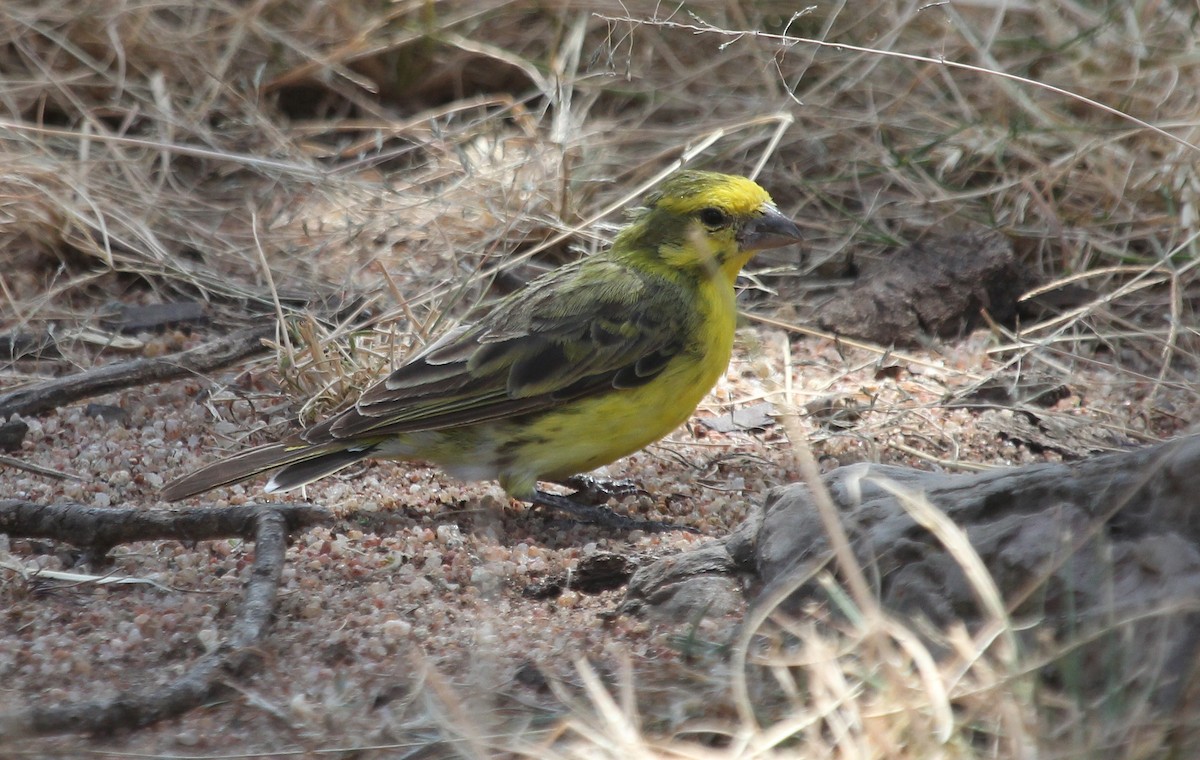 White-bellied Canary - ML108696591