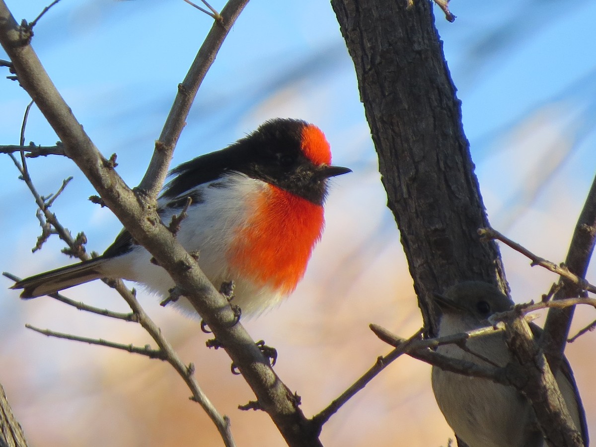 Red-capped Robin - ML108696641