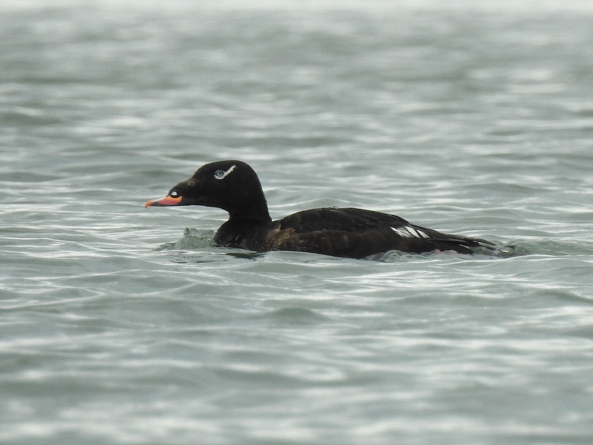 White-winged Scoter - Jean Lemoyne