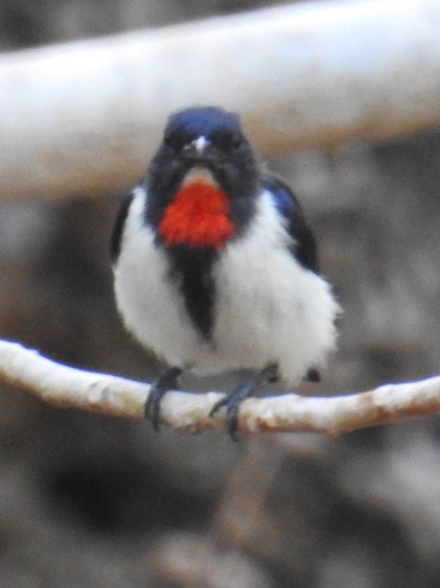 Red-chested Flowerpecker - ML108696801