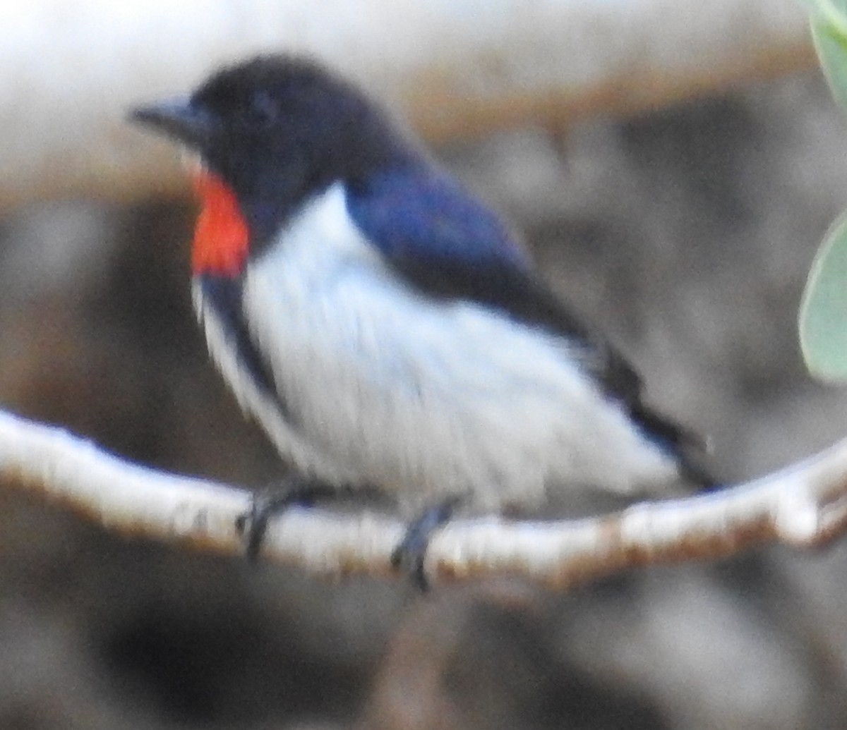 Red-chested Flowerpecker - ML108696811