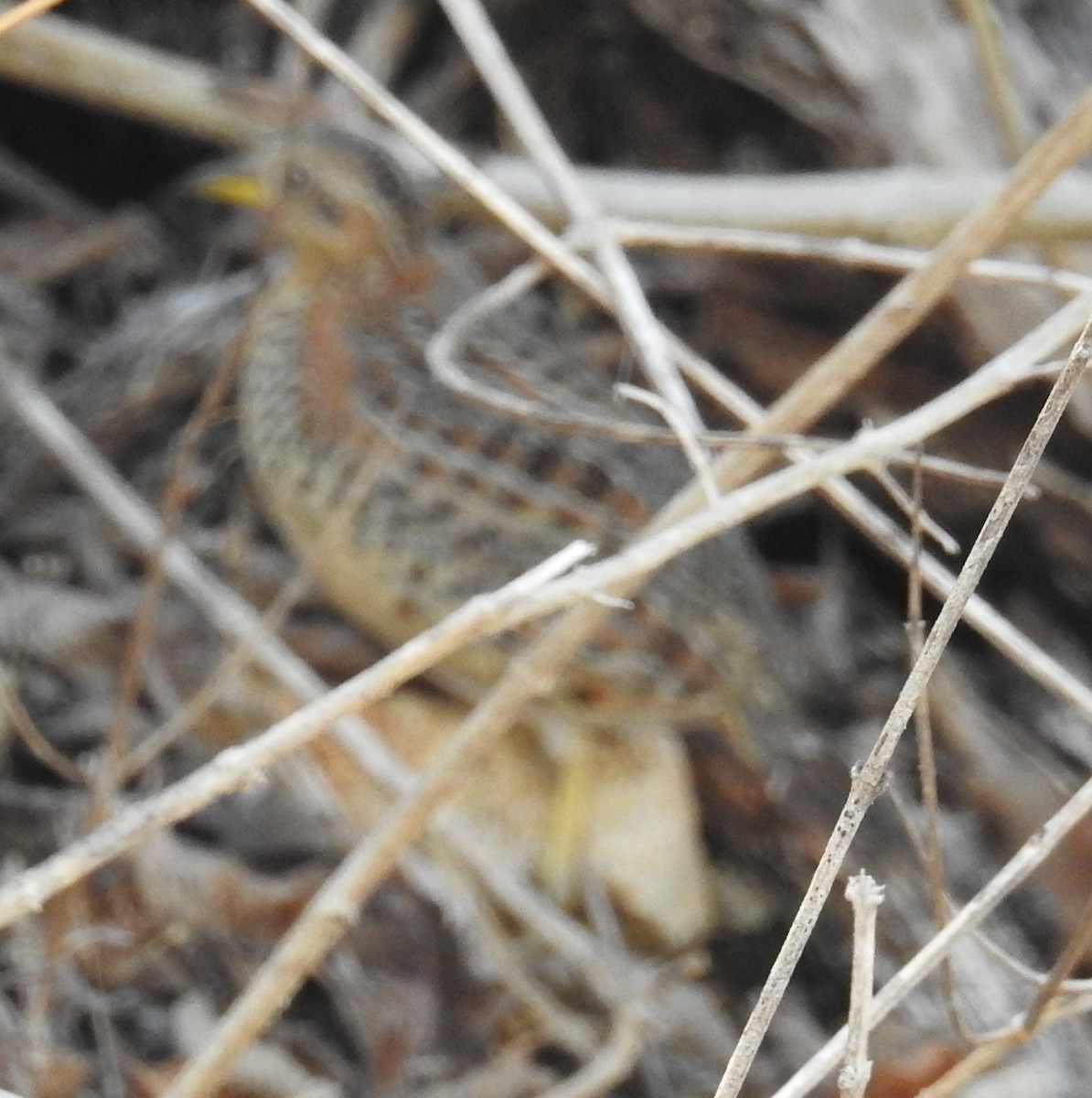 Red-backed Buttonquail - ML108696951