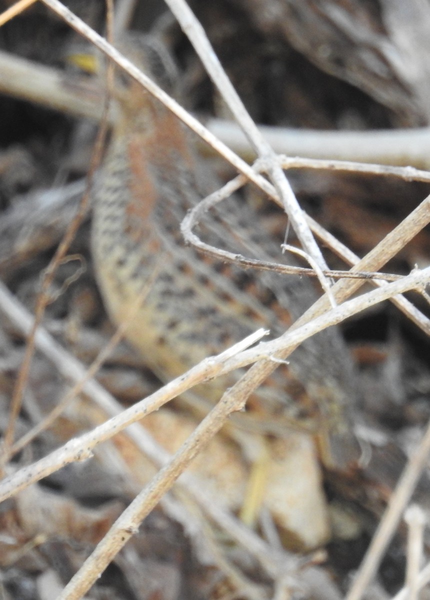 Red-backed Buttonquail - ML108697121
