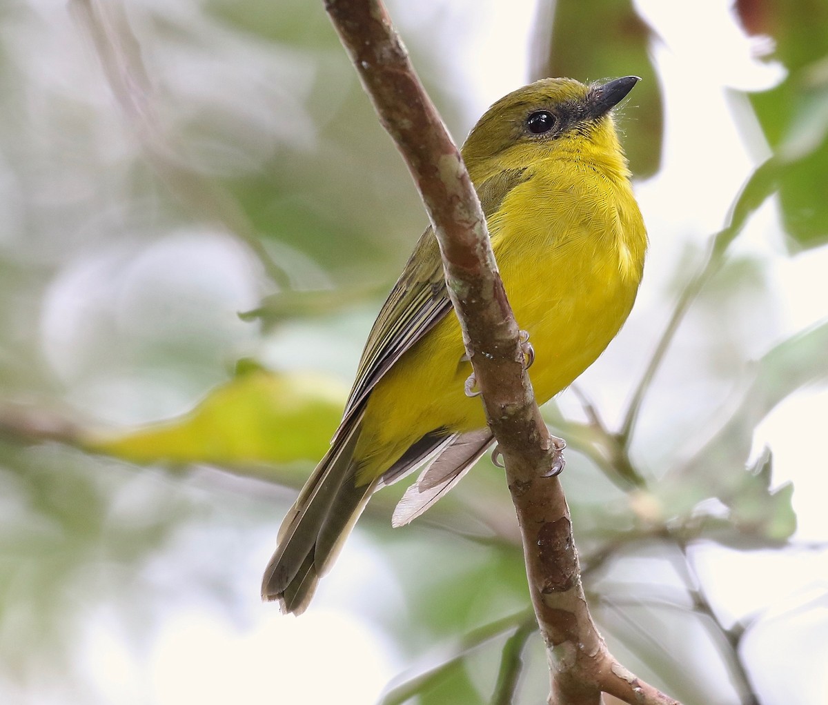 Bornean Whistler - ML108697411