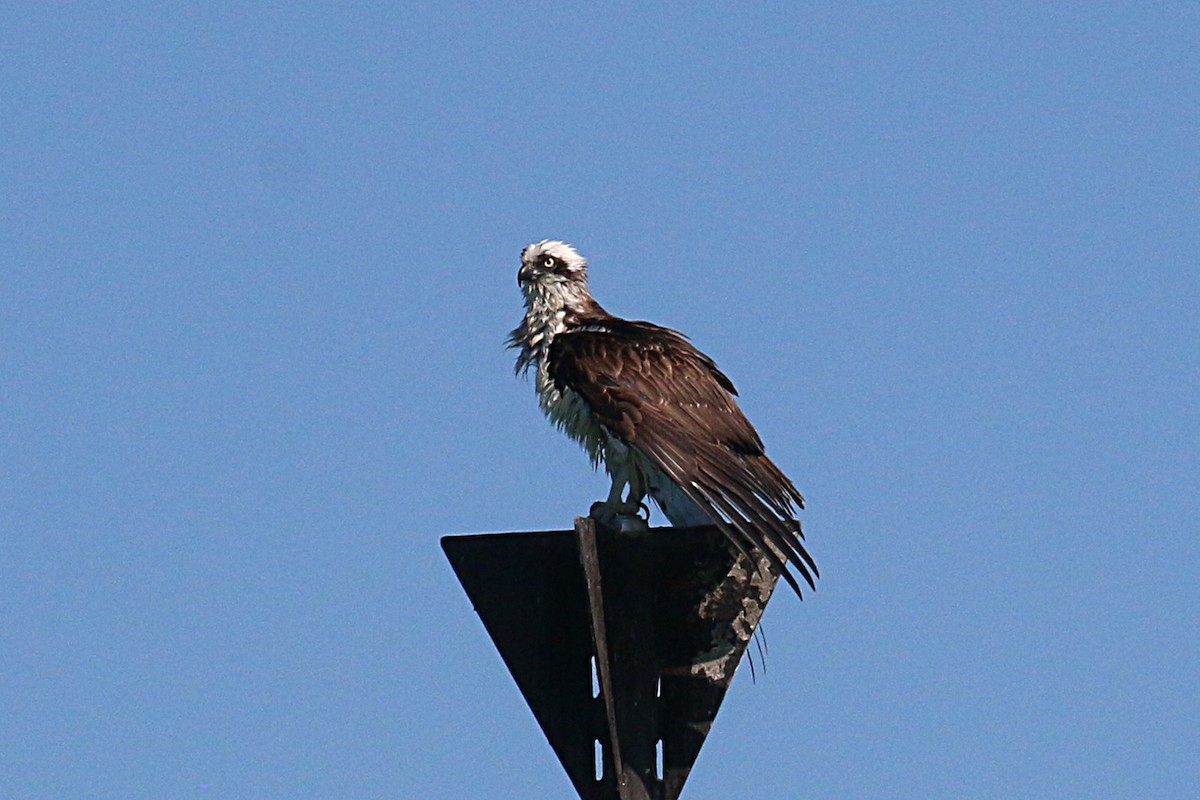 Osprey (Australasian) - ML108698131