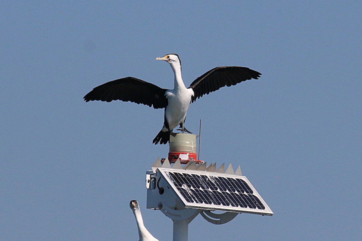 Pied Cormorant - ML108698281
